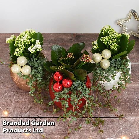 Kalanchoe Christmas Bauble - Gift - Image 2