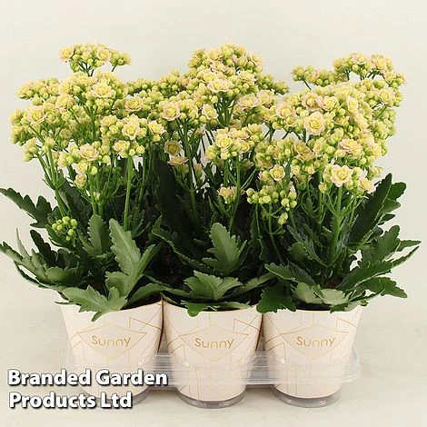Kalanchoe 'Sunny Light Pink' - Image 2