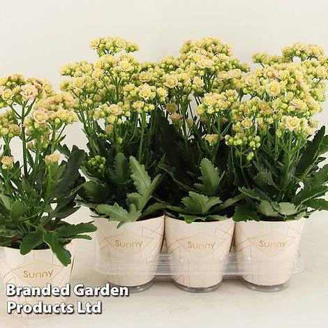 Kalanchoe 'Sunny Light Pink' - Image 3