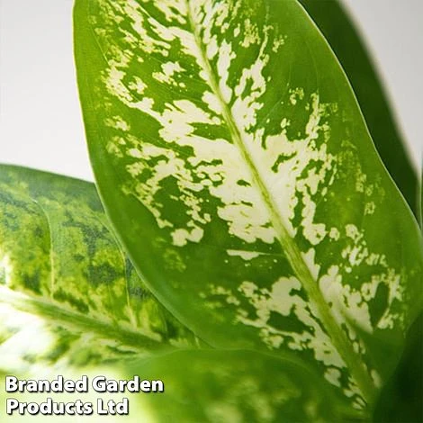 Dieffenbachia 'Compacta' - Image 2