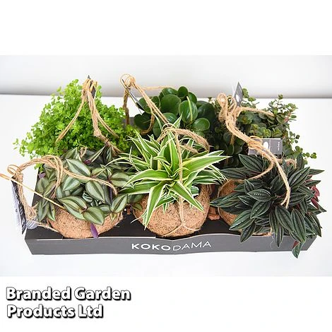 Kokodama Green Hanging Mix - Image 2