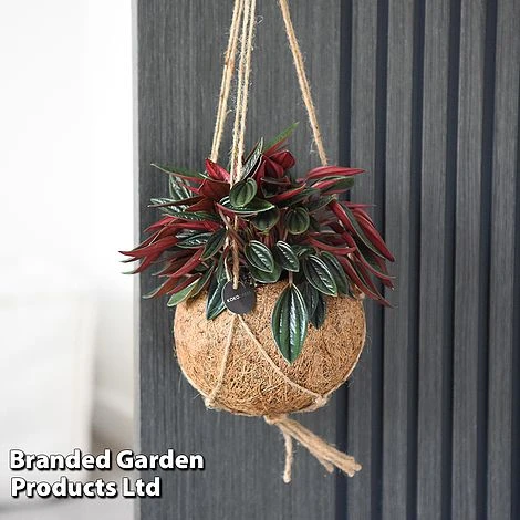 Kokodama Green Hanging Mix - Image 3