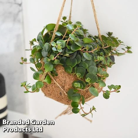 Kokodama Green Hanging Mix - Image 4