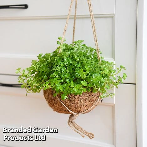 Kokodama Green Hanging Mix - Image 7