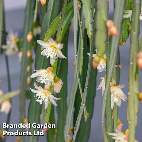 Lepismium Bolivianum - Image 2