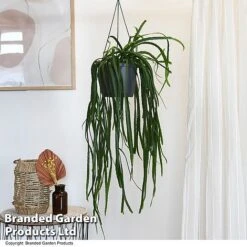 Lepismium Bolivianum