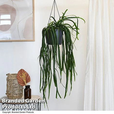 Lepismium Bolivianum