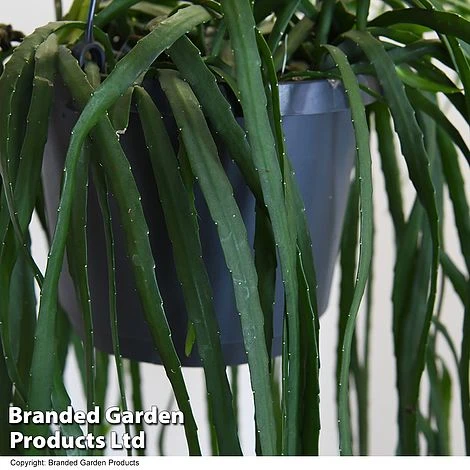 Lepismium Bolivianum - Image 3