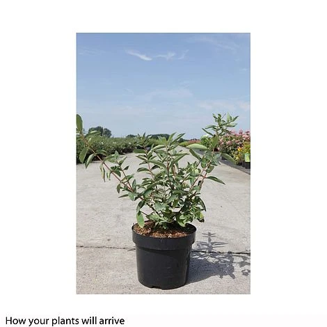 Lonicera Kamtschatica 'Balalaika' - Image 2