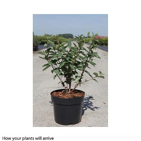 Lonicera Kamtschatica 'Myberry Bee' - Image 2