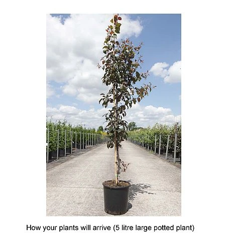 Crab Apple 'Coccinella' - Image 2