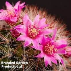 Mammillaria Zeilmanniana