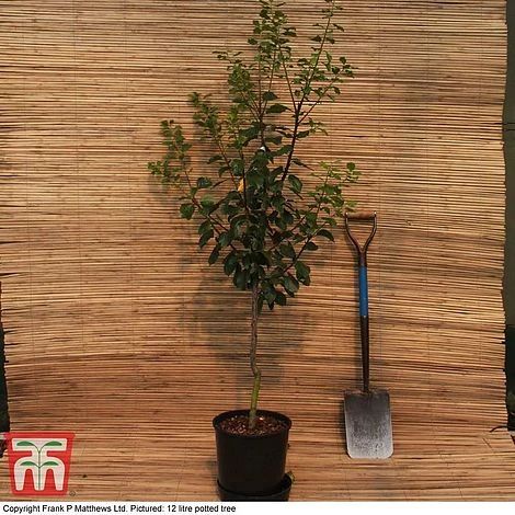 Gage 'Old Greengage' - Image 2