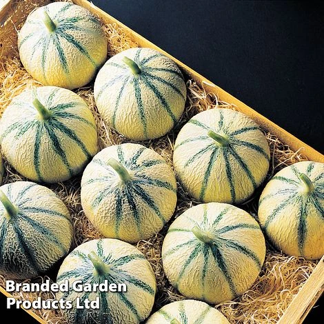 Melon 'Anasta' (Grafted) - Image 2