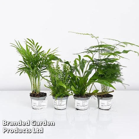 Green Houseplant Starter Mix - Image 7