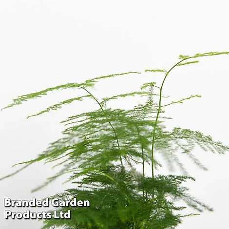 Green Houseplant Starter Mix - Image 4