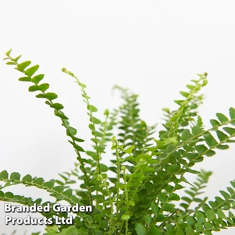 Green Houseplant Starter Mix - Image 5