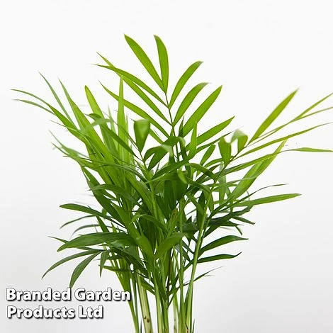 Green Houseplant Starter Mix - Image 6
