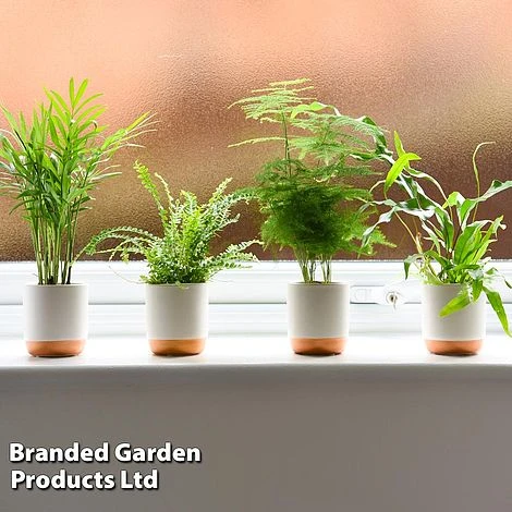 Green Houseplant Starter Mix - Image 2