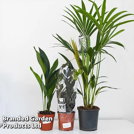 Almost Unkillable Houseplant Mixed Pot Collection - Image 7