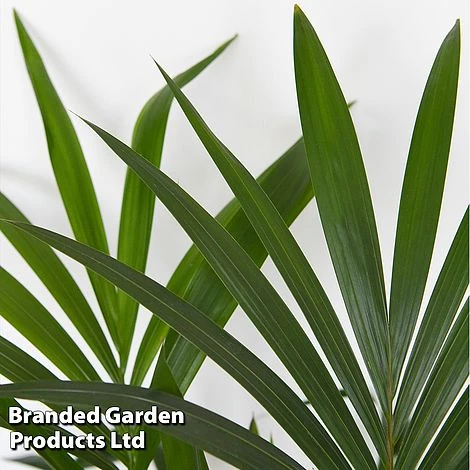 Almost Unkillable Houseplant Mixed Pot Collection - Image 4