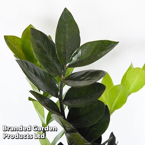 Almost Unkillable Houseplant Mixed Pot Collection - Image 5