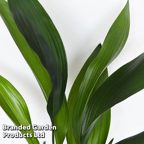 Almost Unkillable Houseplant Mixed Pot Collection - Image 6