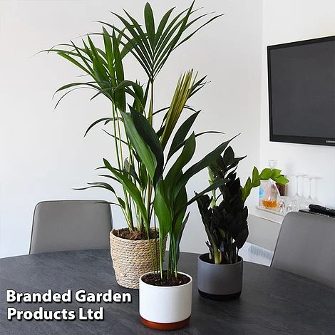 Almost Unkillable Houseplant Mixed Pot Collection - Image 2