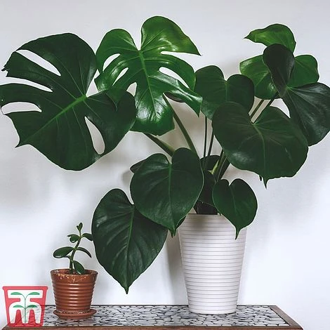 Monstera Deliciosa - Image 3
