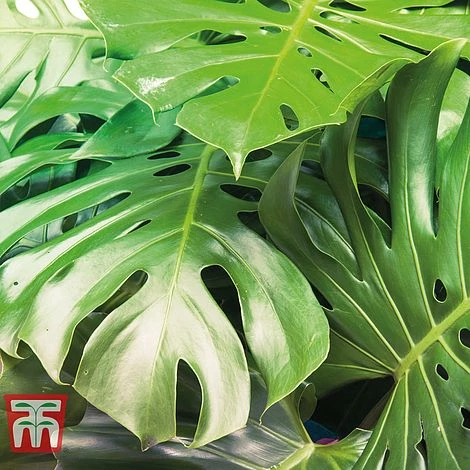 Monstera Deliciosa - Image 8