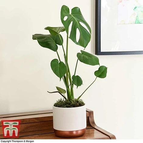 Monstera Deliciosa - Image 10