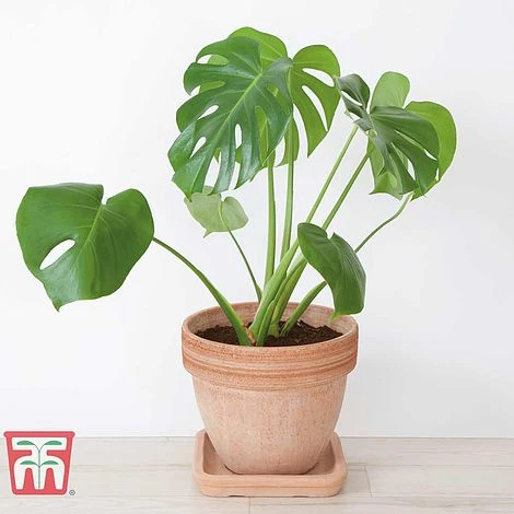Monstera Deliciosa