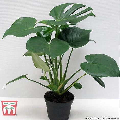 Monstera Deliciosa - Image 9
