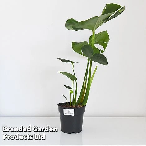Monstera Deliciosa - Image 4