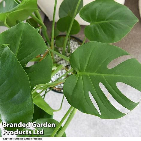 Monstera Deliciosa In Hydro Pot - Image 3