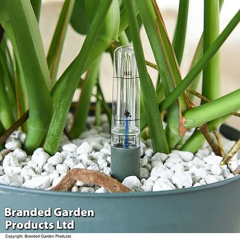 Monstera Deliciosa In Hydro Pot - Image 4