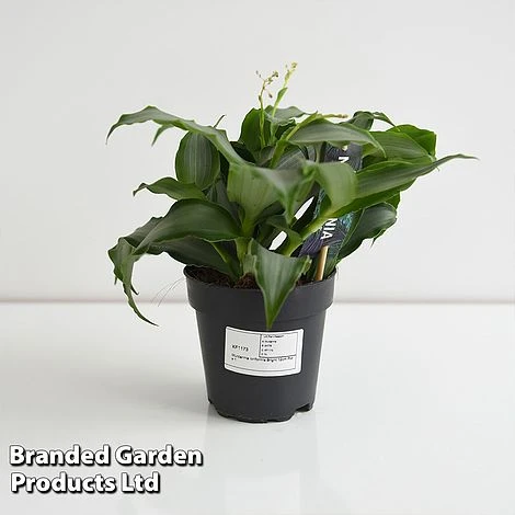 Murdannia Loriformis 'Bright Star' - Image 5