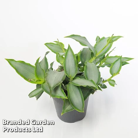 Murdannia Loriformis 'Bright Star' - Image 4