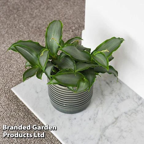 Murdannia Loriformis 'Bright Star' - Image 2