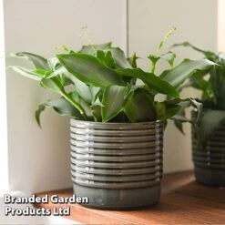 Murdannia Loriformis 'Bright Star'