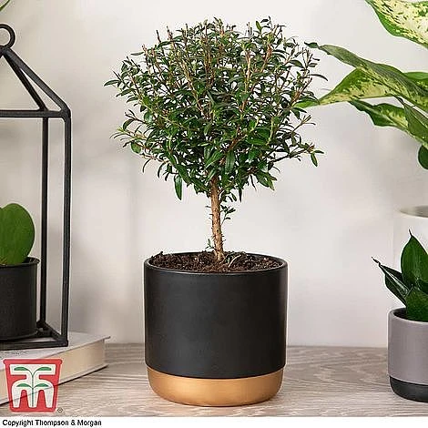 Myrtus Communis Stem - Gift