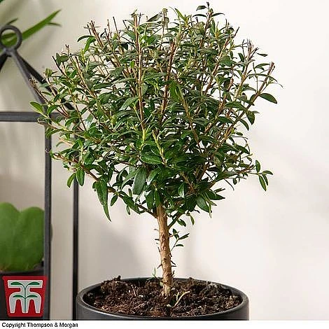 Myrtus Communis Stem - Gift - Image 2