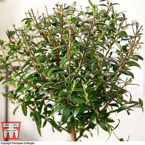 Myrtus Communis Stem - Gift - Image 3