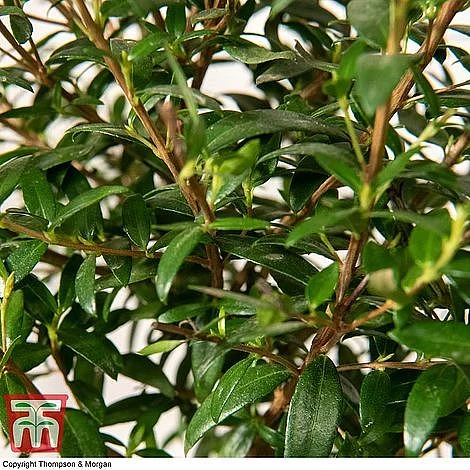 Myrtus Communis Stem - Gift - Image 4