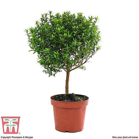 Myrtus Communis Stem - Gift - Image 5