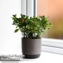 Nematanthus Gregarius