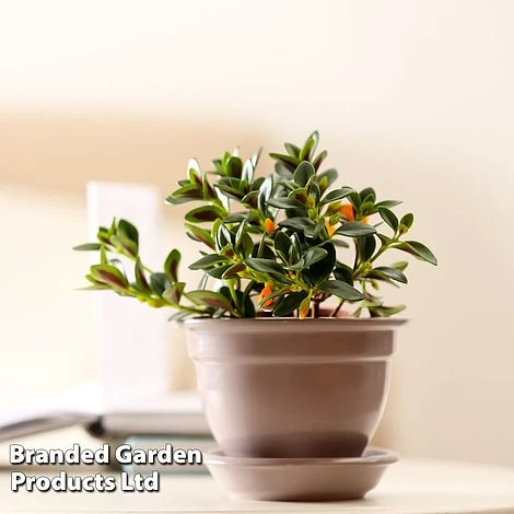 Nematanthus Gregarius - Image 3