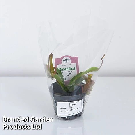 Nepenthes Alata - Image 7