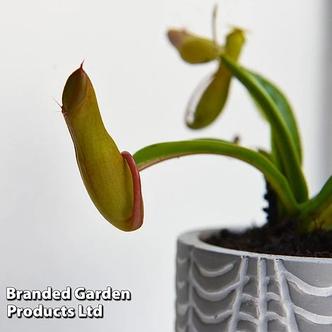 Nepenthes Alata - Image 2