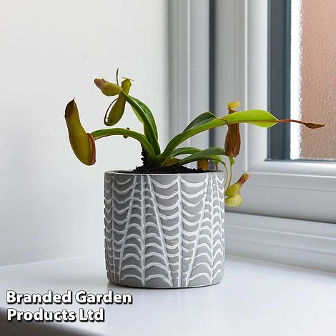 Nepenthes Alata - Image 3